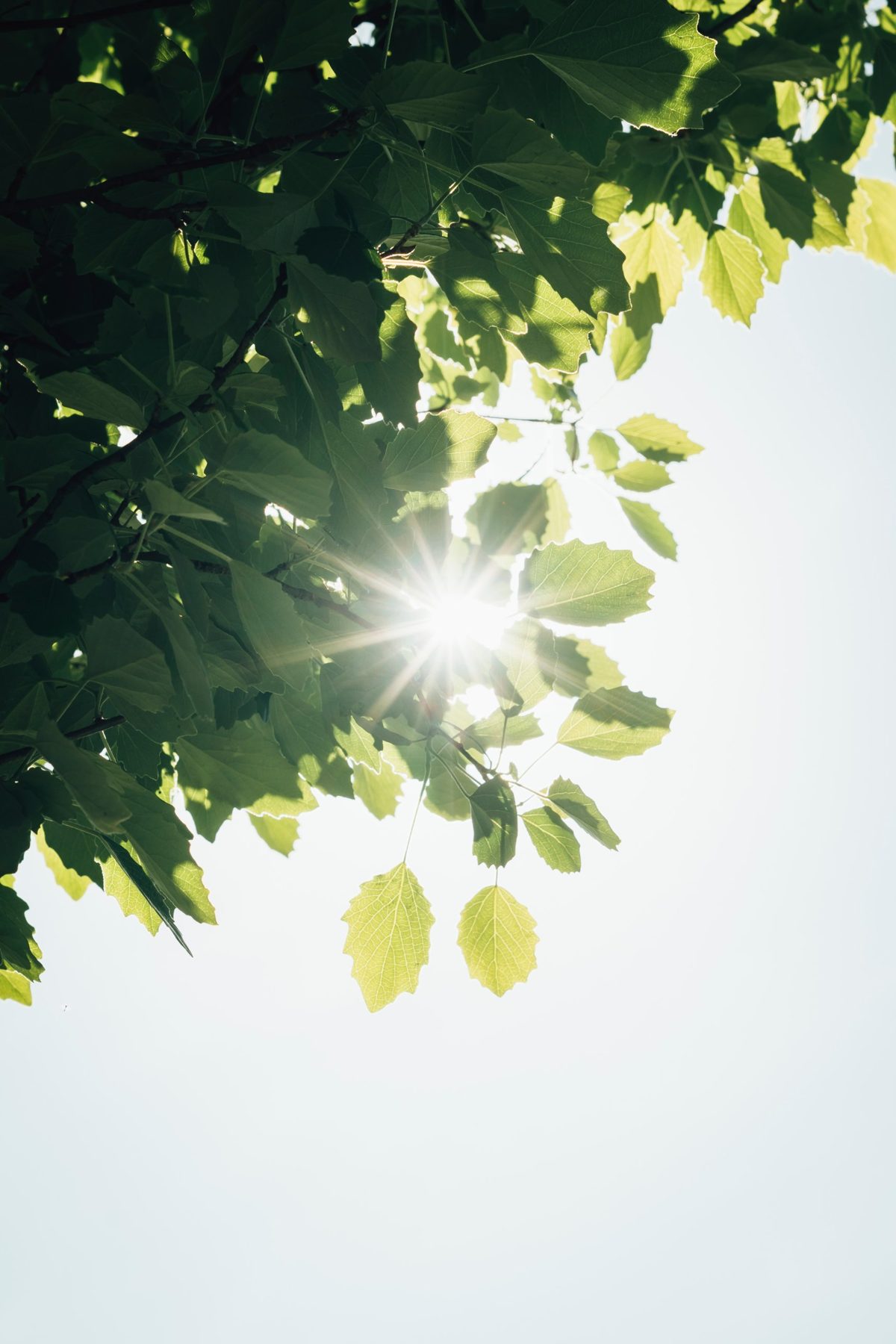 Sol entre las hojas de un árbol